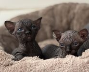 kattungar/sphynx