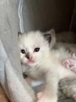 kattunge ragdoll 