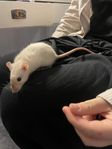 Dumbo tamråttor och en topphörad tamråtta 