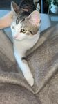 Katt