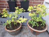 acer orange dream