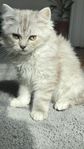 kattunge