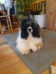 Portugisisk vattenhunds valpar väntas.