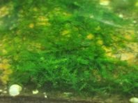 Akvarie mossa 