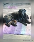 Labrador Retriever Valpar