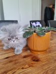 perser kattungar(renrasig)