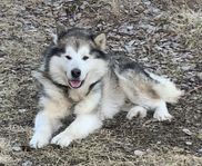 5 årig Alaskan Malamute hane 
