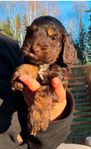 Cockerpoo F1 valpar
