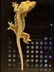 Ögonfransgecko. 66% Het Axanthic. 0.1. 