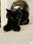 omplacering katt