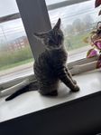 katt 