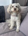 Cavapootik söker fodervärd 