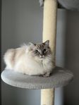 Omplacering ragdollhona Minttu