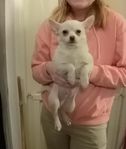Pomchi
