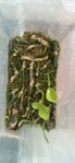 Stam sticklingar monstera deliciosa XXL