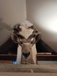 kudu 6000:- impala 1500:- svartbjörn 4000:- 