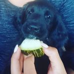 Flatcoated Retriever valpar
