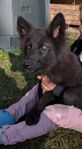Companion dog 