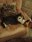Exotic ungkatt 1 år