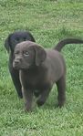 Labrador retriever Valpar 