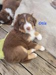 Australian shepherd 