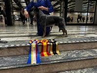 AUSTRALIAN CATTLEDOG HANE