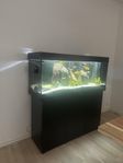 Juwel Rio 240
