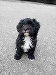 leveransklara maltipoo valpar 
