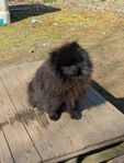 Pomeranian