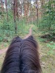 Stallplats mellan Lomma och Bjärred