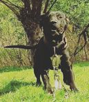 American Pitbull Terrier Hane