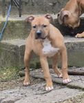 American Pitbull Terrier Tik