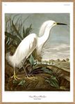 Poster - Snowy Heron #6522 från The Dybdahl Co