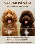 Doubledoodle valpar
