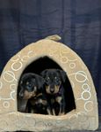 Pinscher valp till sommaren