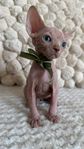Härlig Sphynx-kille med stamtavla