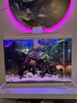 fisk&akvarium 