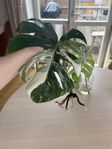 Stickling Monstera Variegata