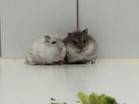 vintervit hamster 