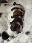 Hundvalpar 