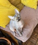 Mysig sphynx kattunge med stamtavla i sverak 