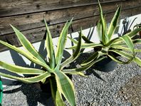 Agave (Agave americana)