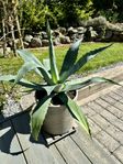 Agave