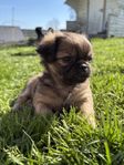 hund mops/ chihuahua 
