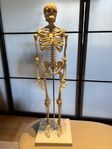 Anatomiskt skelett mini