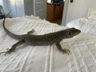 Pärlödla