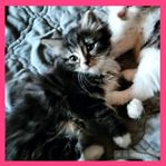 Kattunge! Norsk Skogskatt / Bondkatt