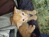 kattungar 