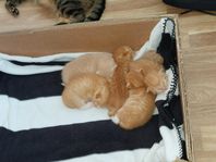 kattungar 