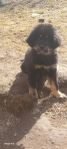 Tibetansk mastiff valp